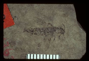 Media type: image;   Entomology PALE-1527 Aspect: full